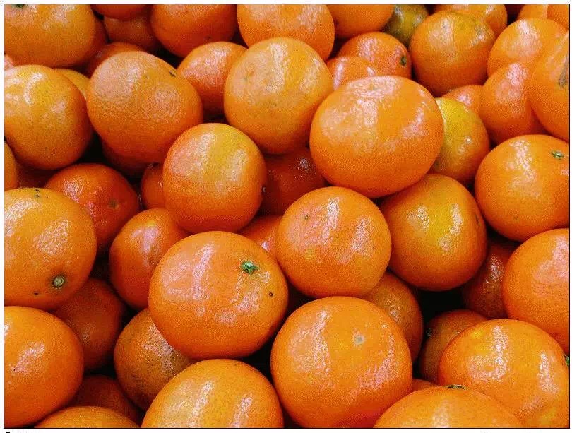 橙子冷庫(kù)工程